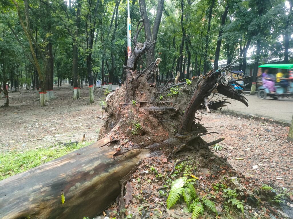 গাছ তুমি কার? আমলাতান্ত্রিক সমন্বয়হীনতার জটলায় পড়ে জয়নুল আবেদীন উদ্যানে নষ্ট হচ্ছে তিন গাছ 3 WhatsApp Image 2026 07 09 at 6.18.53 PM